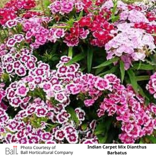 Dianthus Indian Carpet