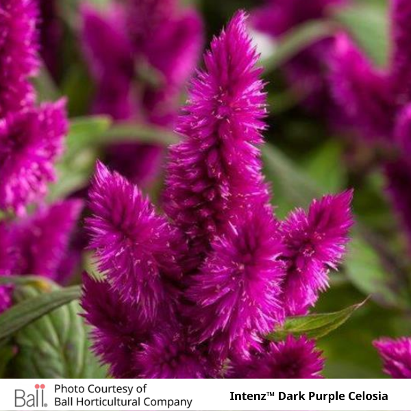 Intenz Dark Purple Celosia