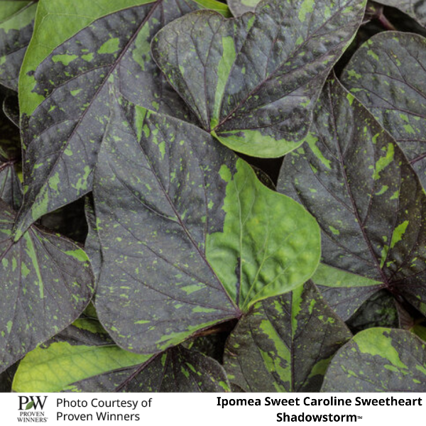 Ipomea Sweet Caroline Sweetheart Shadowstorm