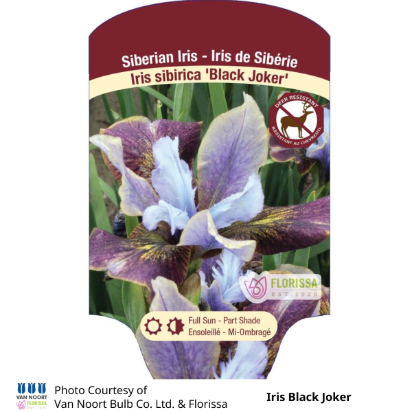 Iris Black Joker