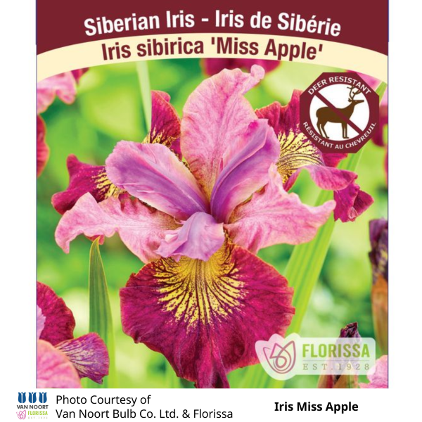 Iris Miss Apple