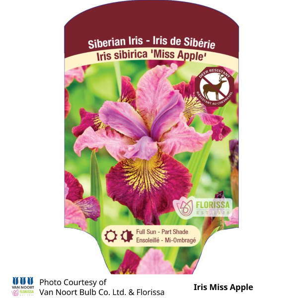 Iris Miss Apple