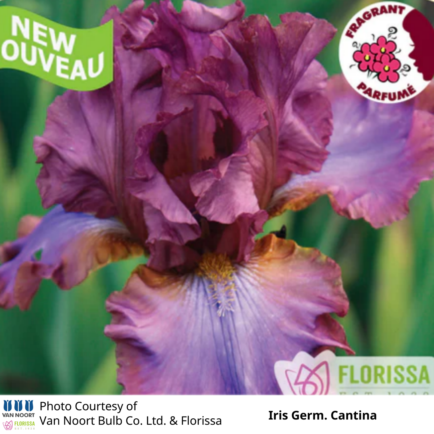 Iris Germanica