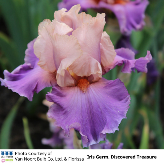 Iris Germanica