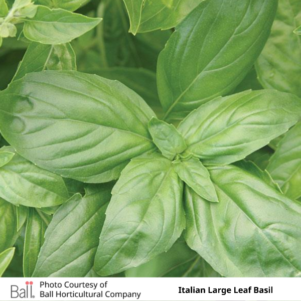 Basil Large Leaf