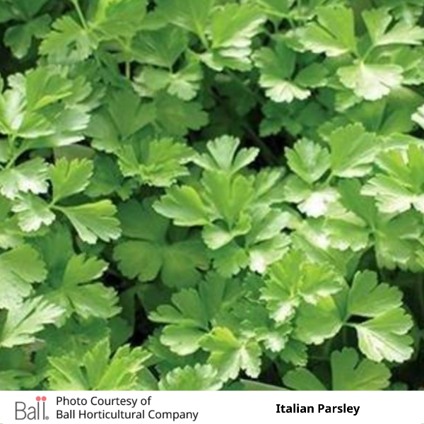 Parsley