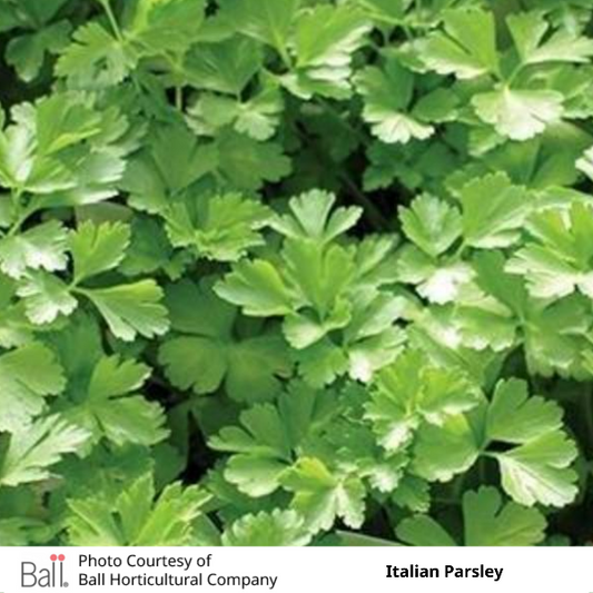 Parsley