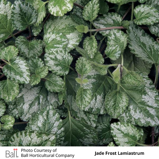 Lamiastrum Jade Frost