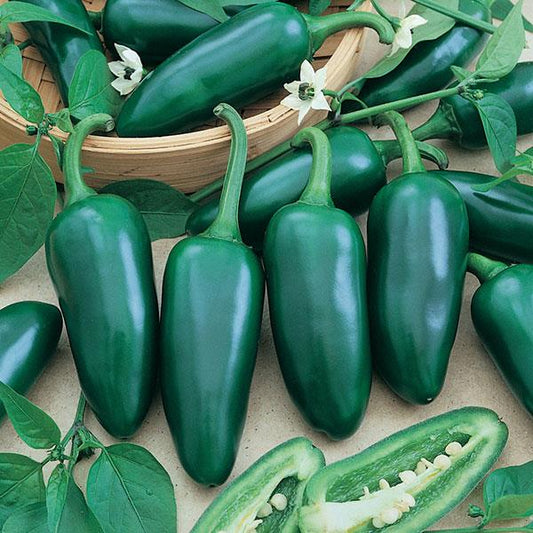 Pepper Jalapeño M 3.5 inch pot