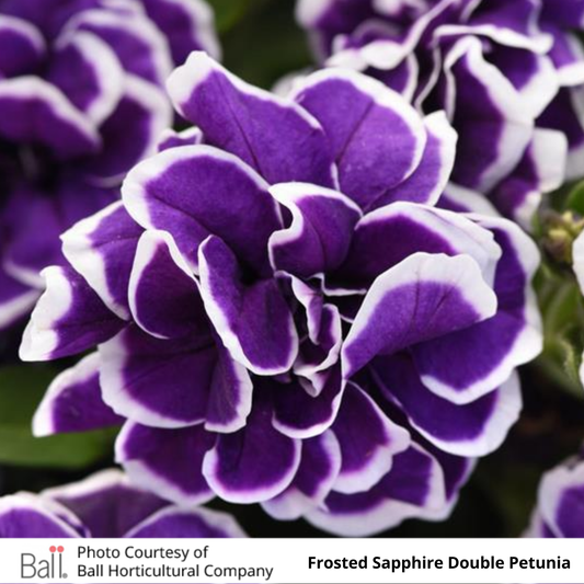 Petunia Jewel