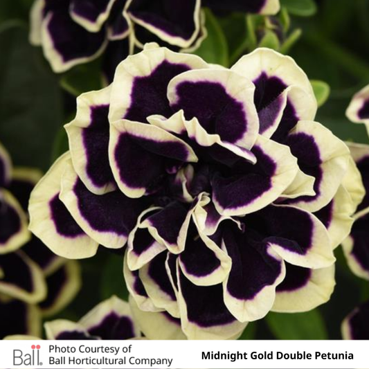 Petunia Jewel