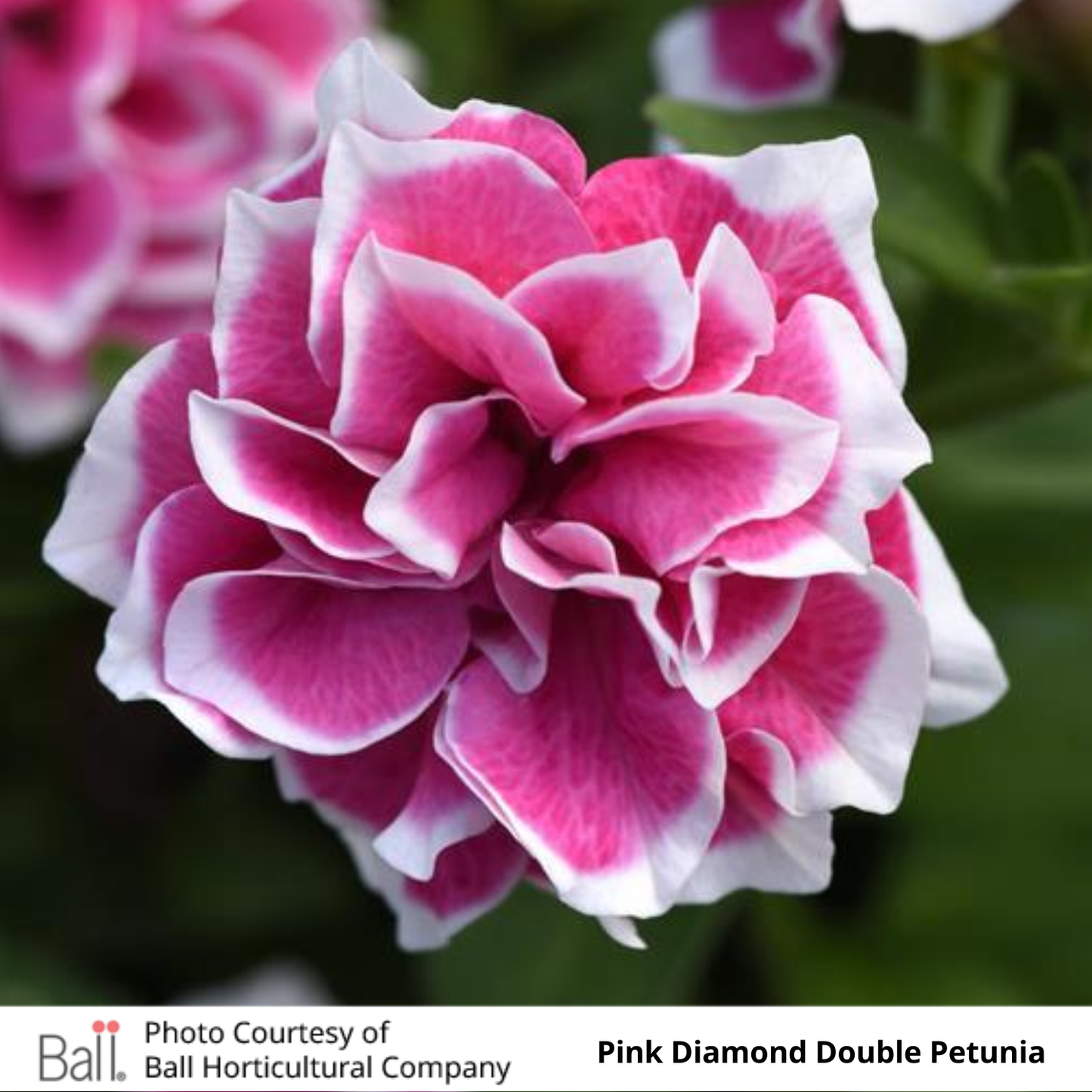 Petunia Jewel
