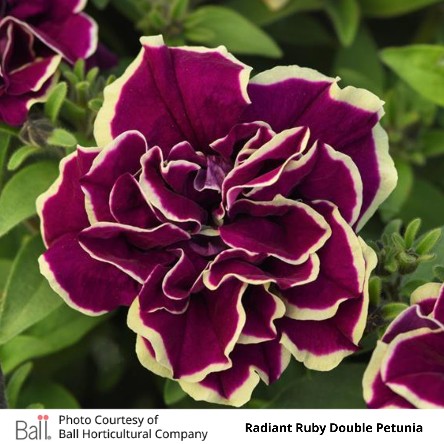 Petunia Jewel