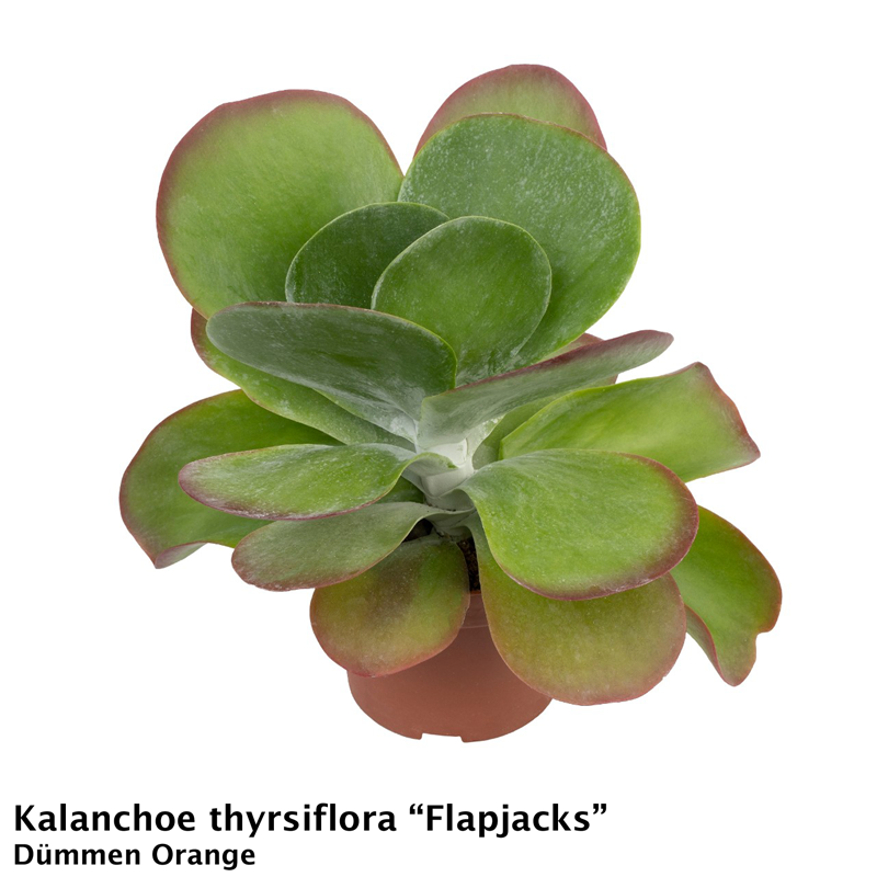 Kalanchoe thyrsiflora Flapjacks