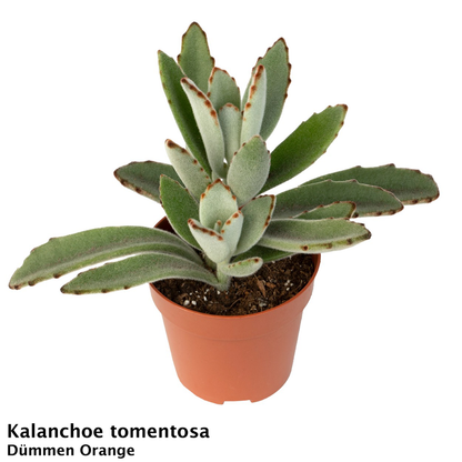 Kalanchoe tomentosa Panda Plant