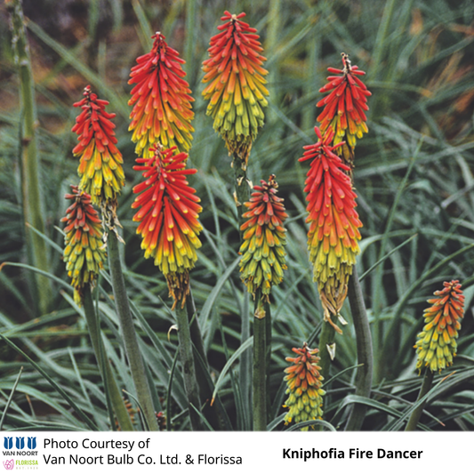 Kniphofia