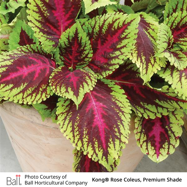 Kong® Rose Coleus