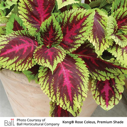 Kong® Rose Coleus