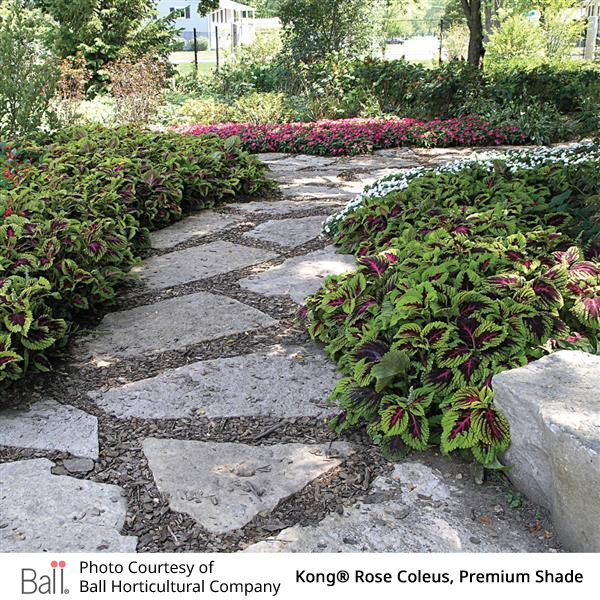 Paved garden path with Kong® Rose Coleus on either side