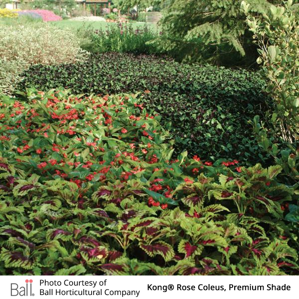 Garden with various plants and flowers, including Kong® Rose Coleus, in a natural setting.