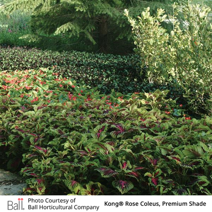 Garden scene with Kong® Rose Coleus plants in various shades of green and red.