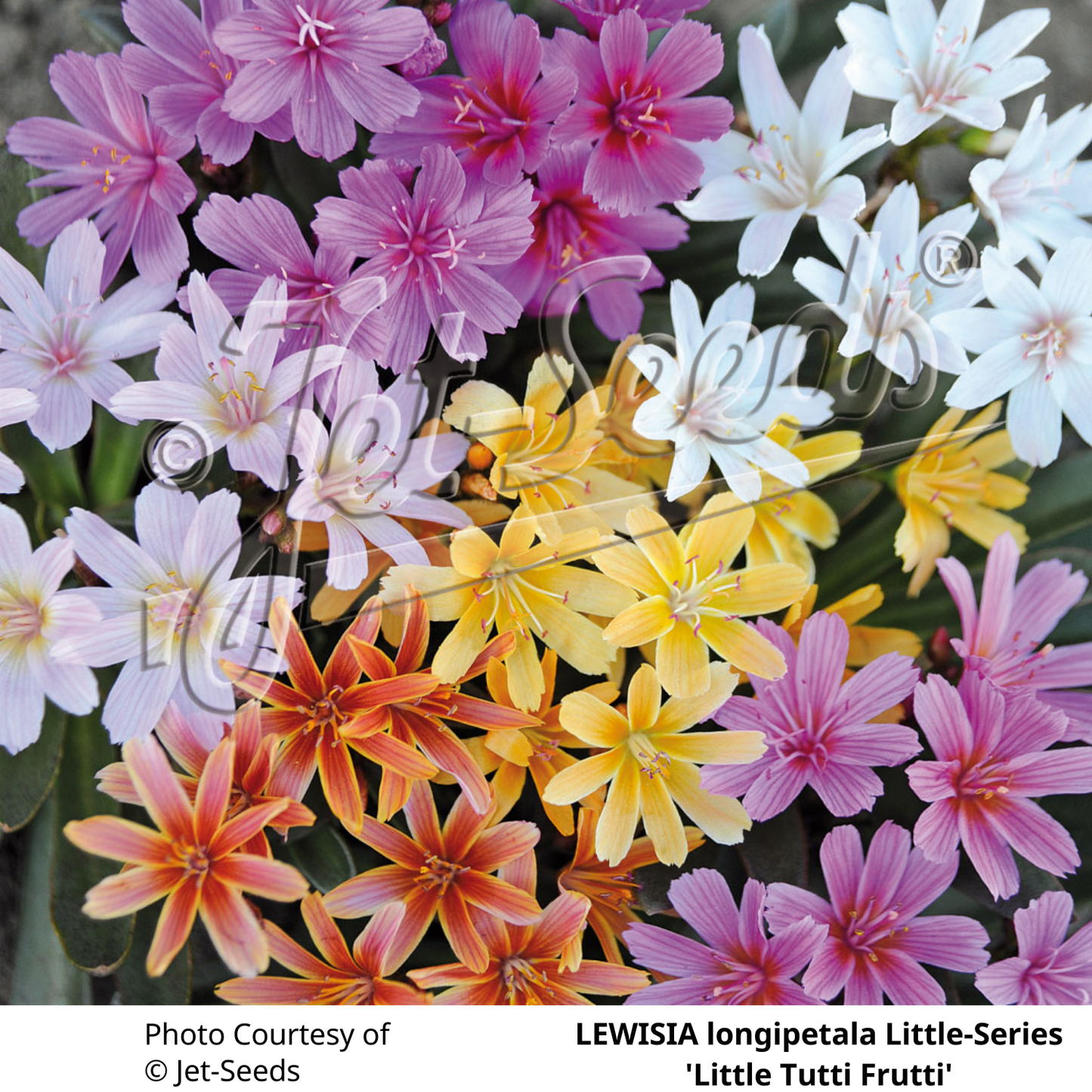 Lewisia longipetala 'Little Tutti Frutti Mix'