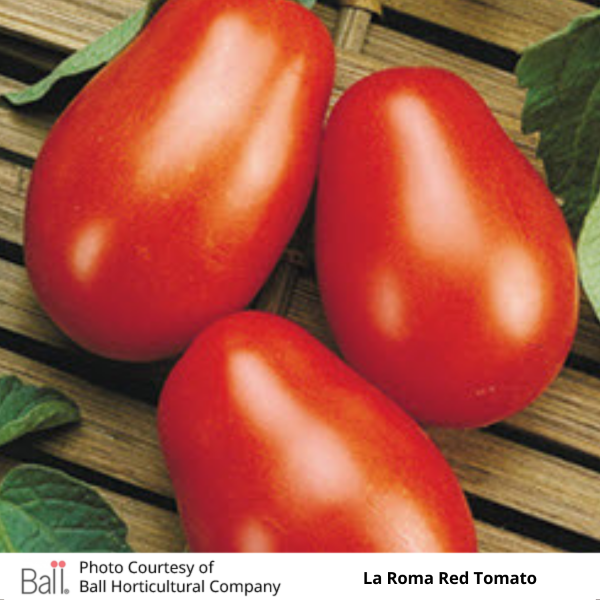 Tomato La Roma 6 Pack