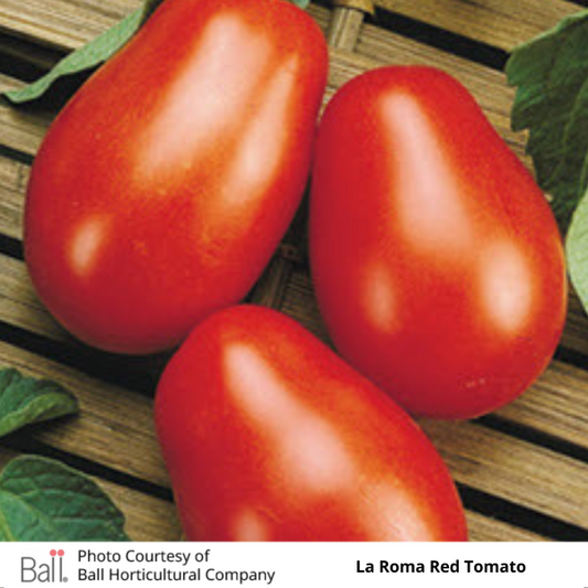 Tomato La Roma 6 Pack