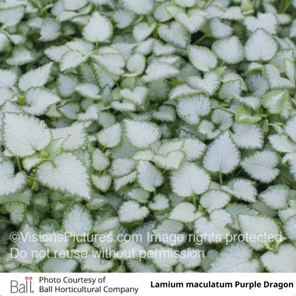 Lamium Purple Dragon