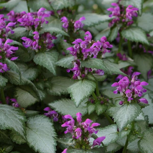Lamium Beacon Silver