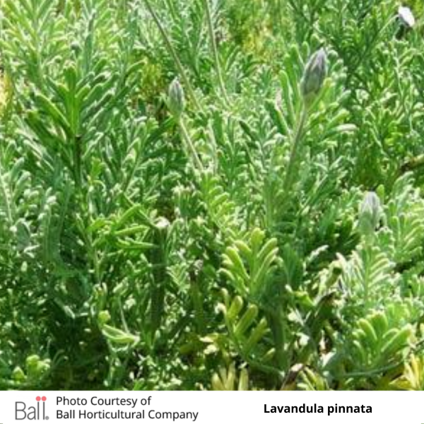 Lavender Pinnata