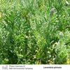 Herb