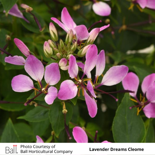 Lavender Dreams Cleome