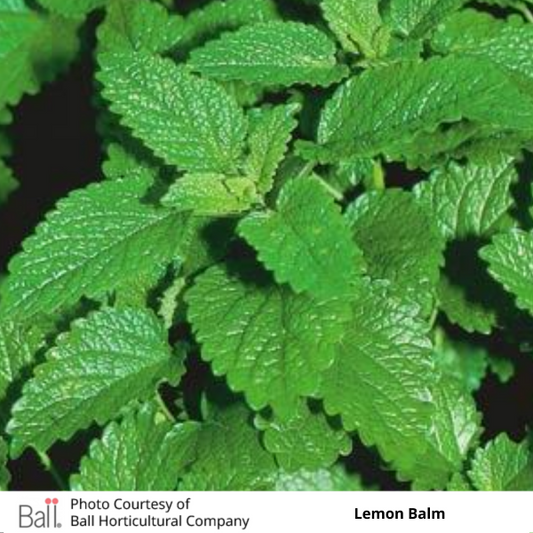 Lemon Balm