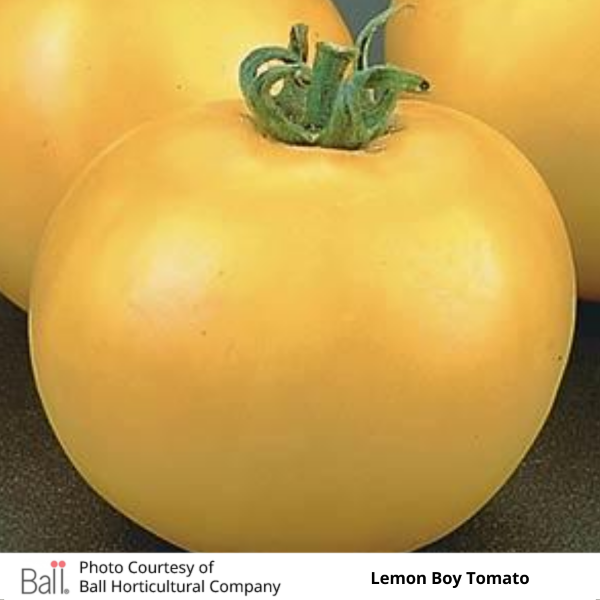 Tomato Lemon Boy 3.5 inch pot