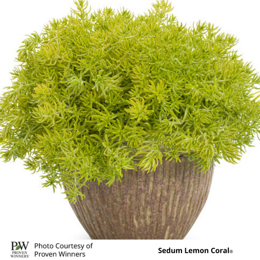 Sedum Lemon Coral