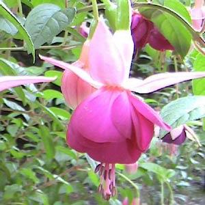 Fuchsia Hanging Basket