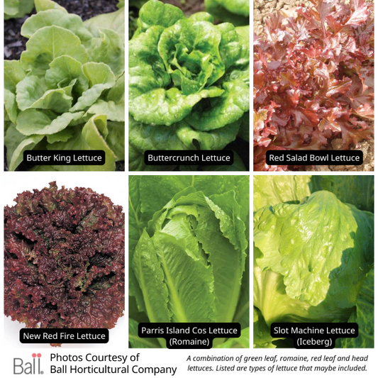 Mixed Lettuce Value Pack