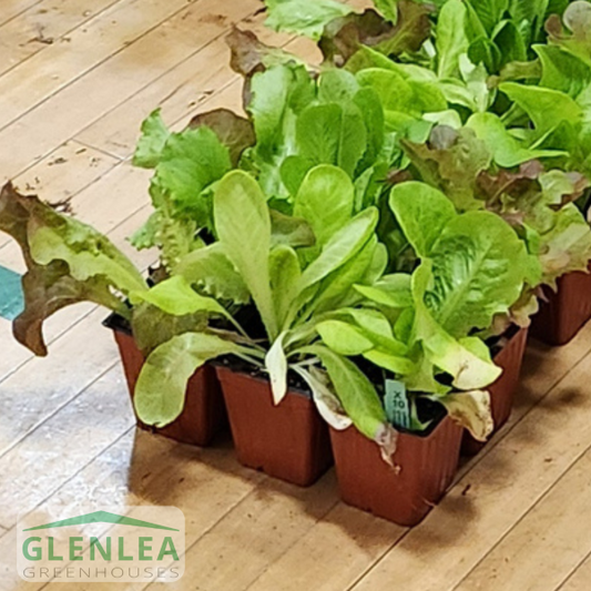 Mixed Lettuce Value Pack
