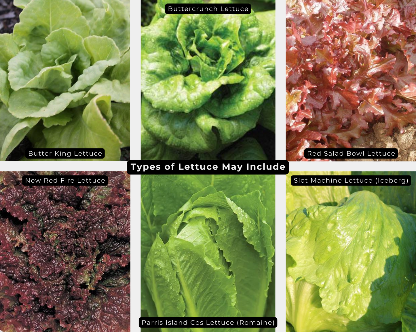 Mixed Lettuce Value Pack