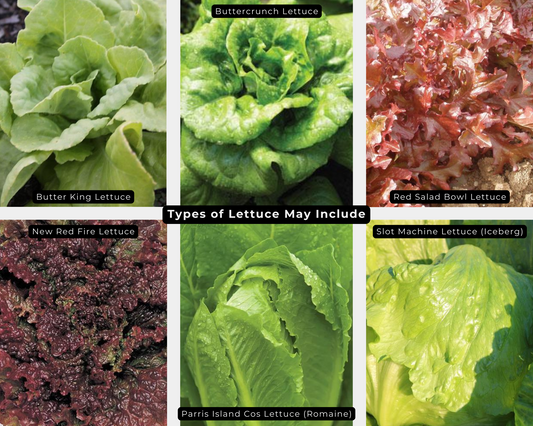 Mixed Lettuce Value Pack
