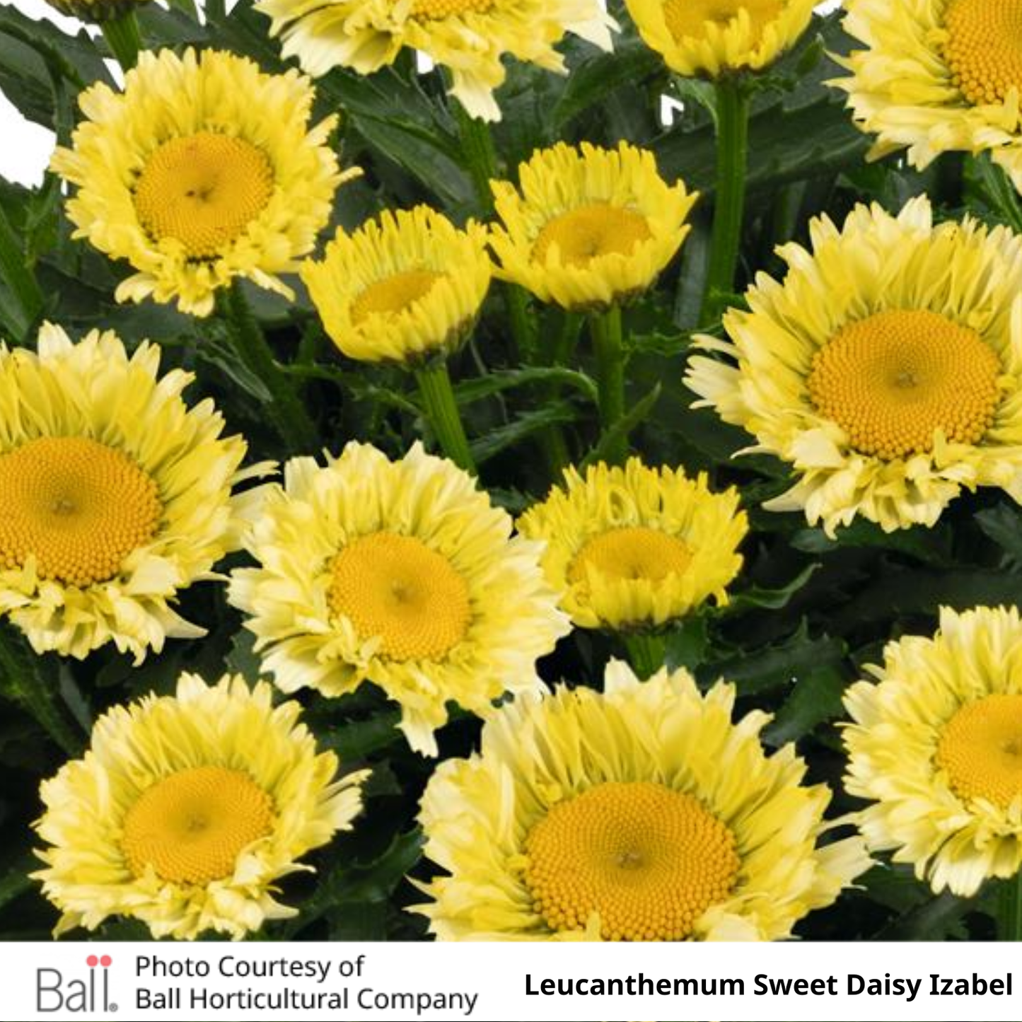 Leucanthemum (Shasta Daisy)
