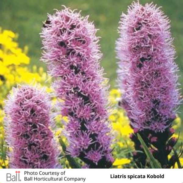Liatris spicata Kobold flowers 