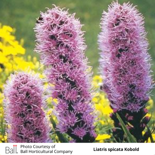 Liatris spicata Kobold flowers 