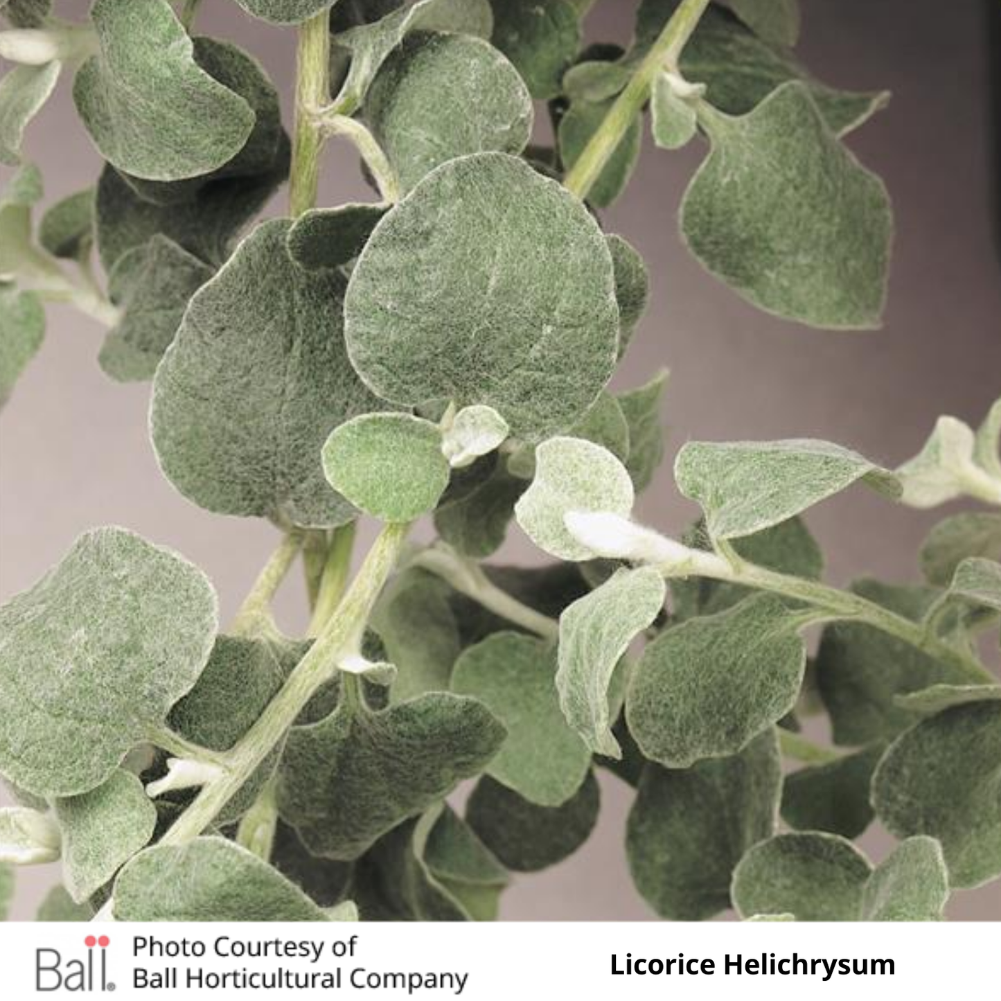 Helichrysum Licorice