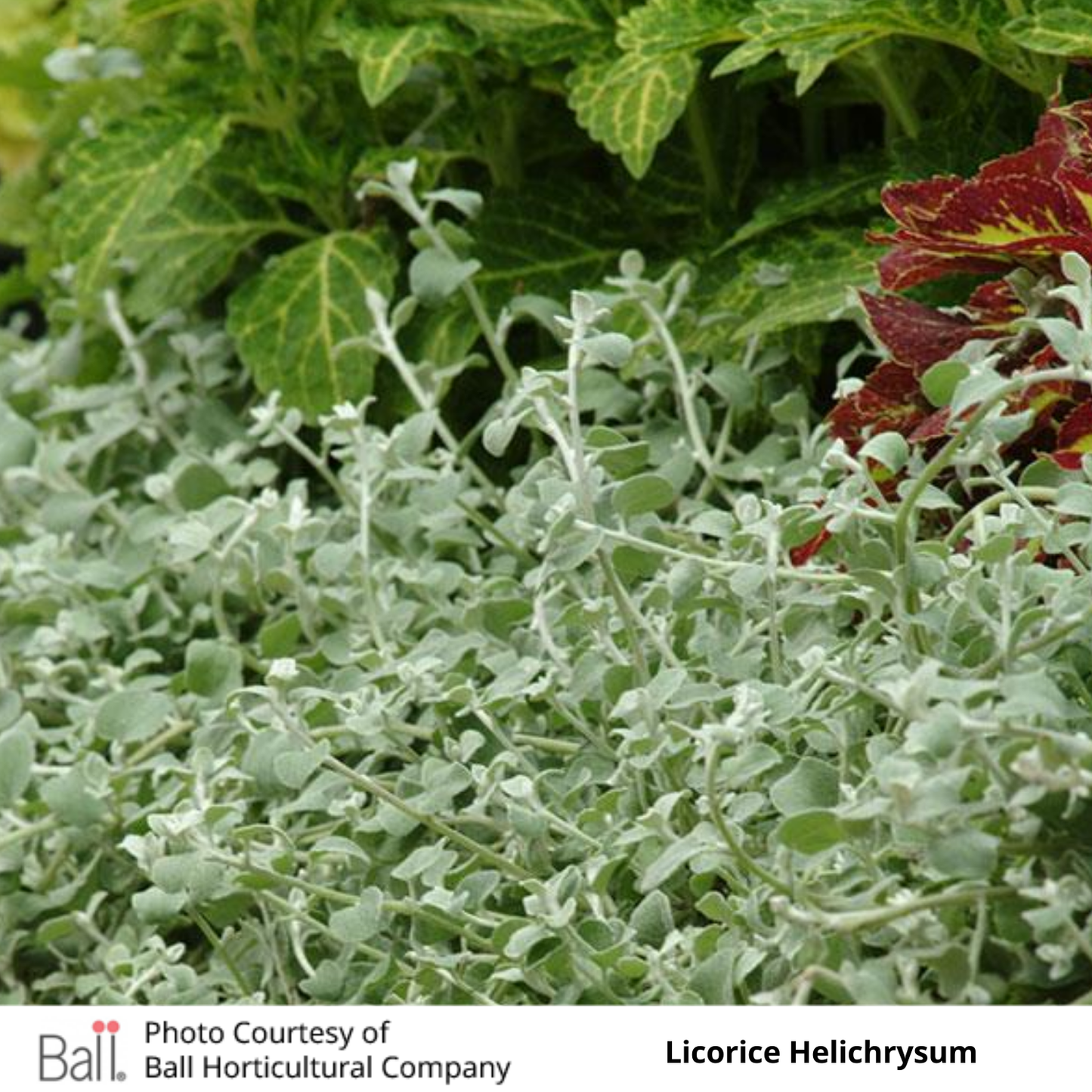 Helichrysum Licorice