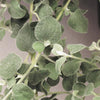 Silver Foliage