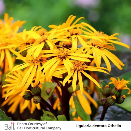 Ligularia