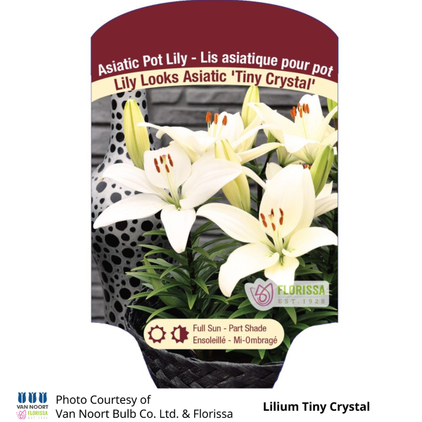 Lilium Tiny Crystal Lily Looks Asiatic