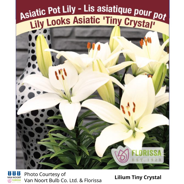 Lilium Tiny Crystal Lily Looks Asiatic